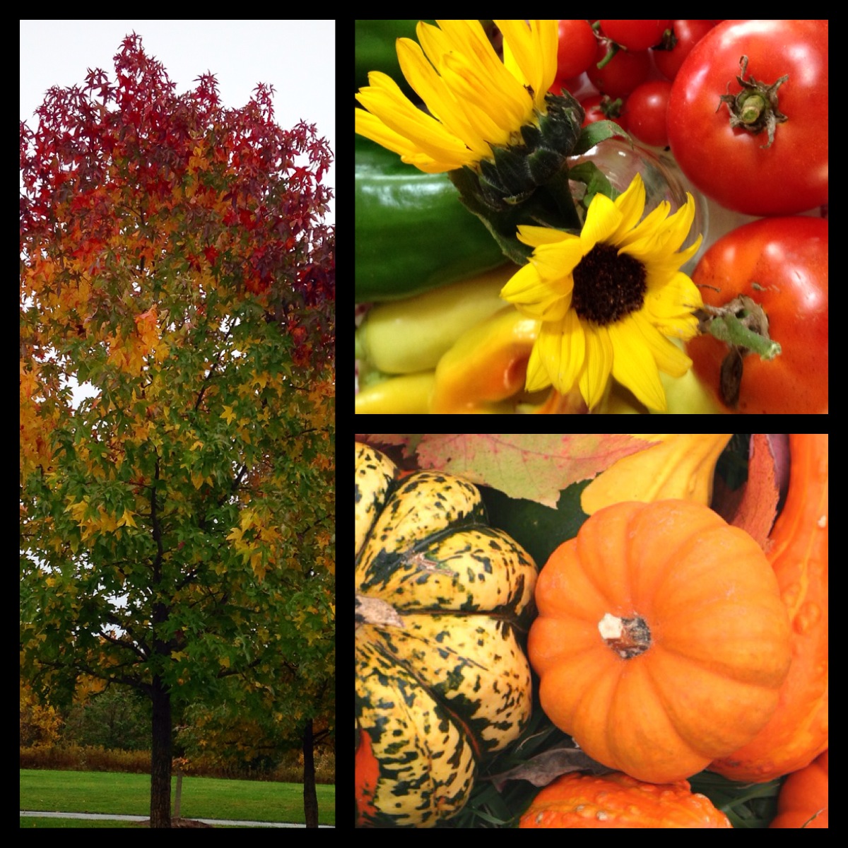 Colors of October